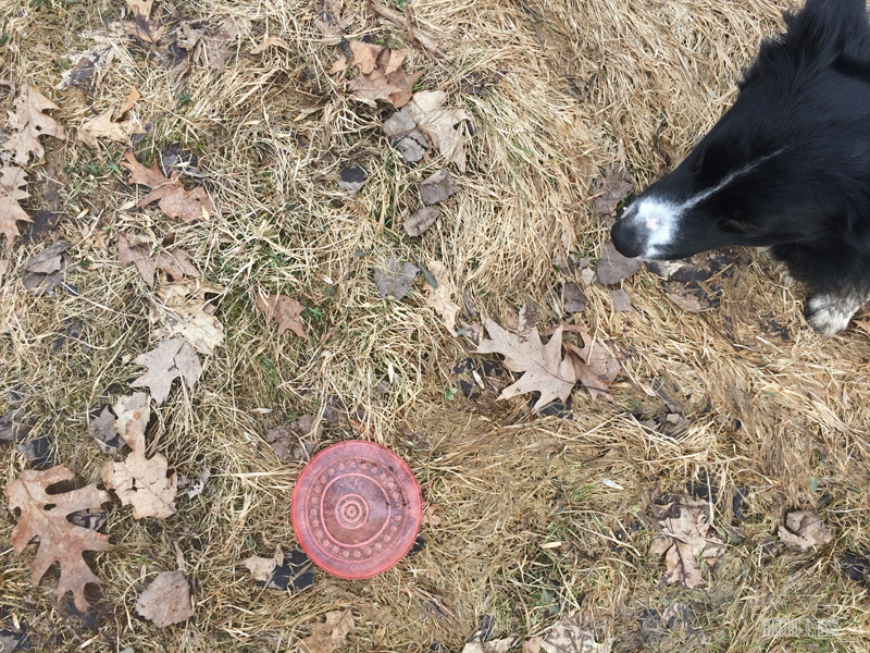 38 :: Dog, frisbee and leaves